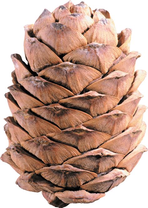 Pinecone .